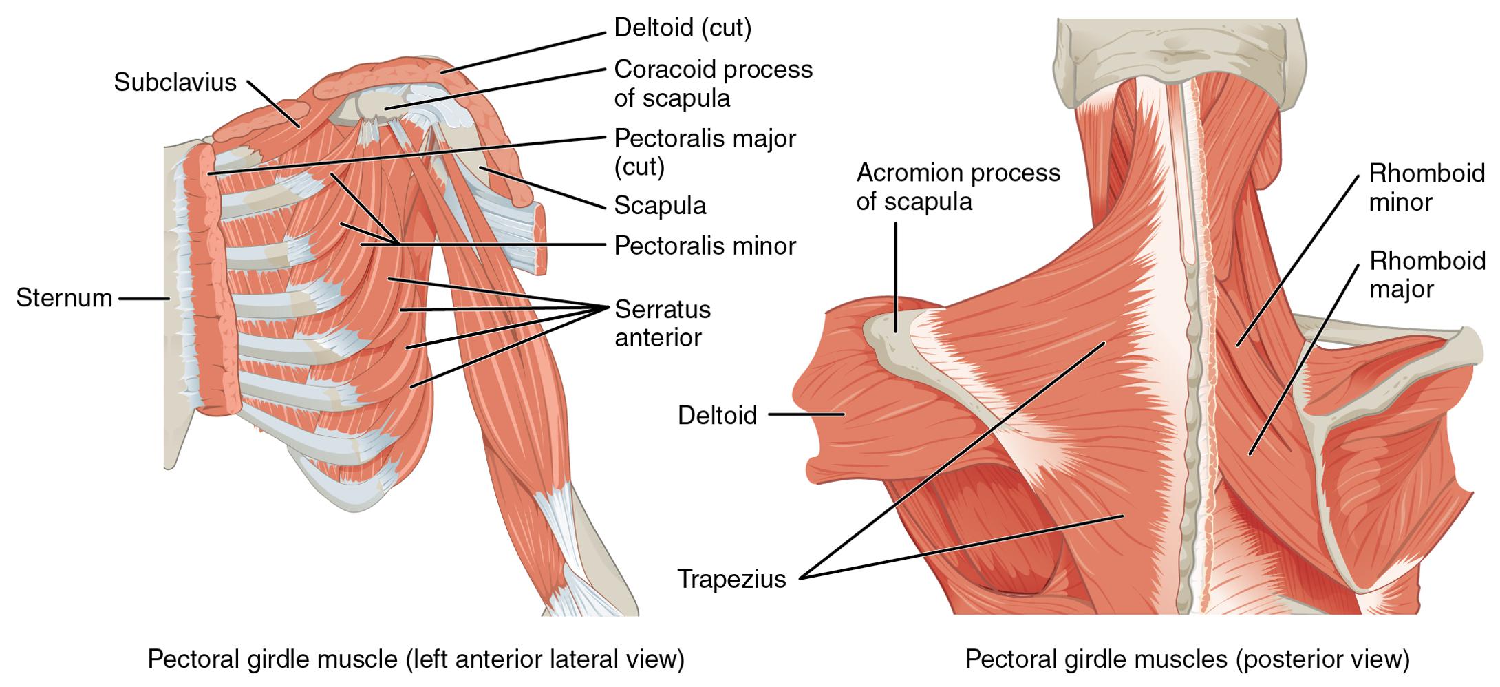 6. Muscles of the Pectoral Girdle and Upper Limbs - LabXchange