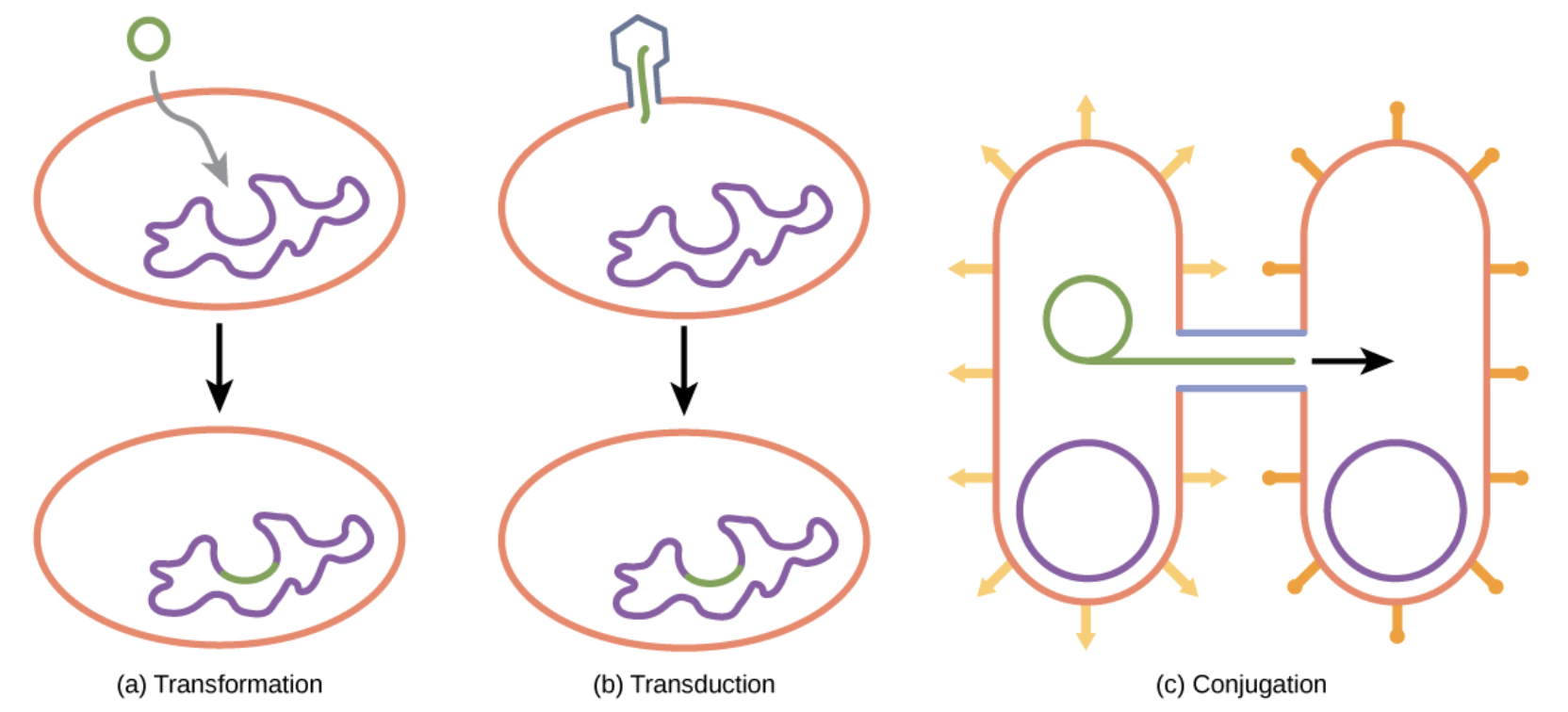 Mechanisms of DNA Transfer in Bacteria - LabXchange