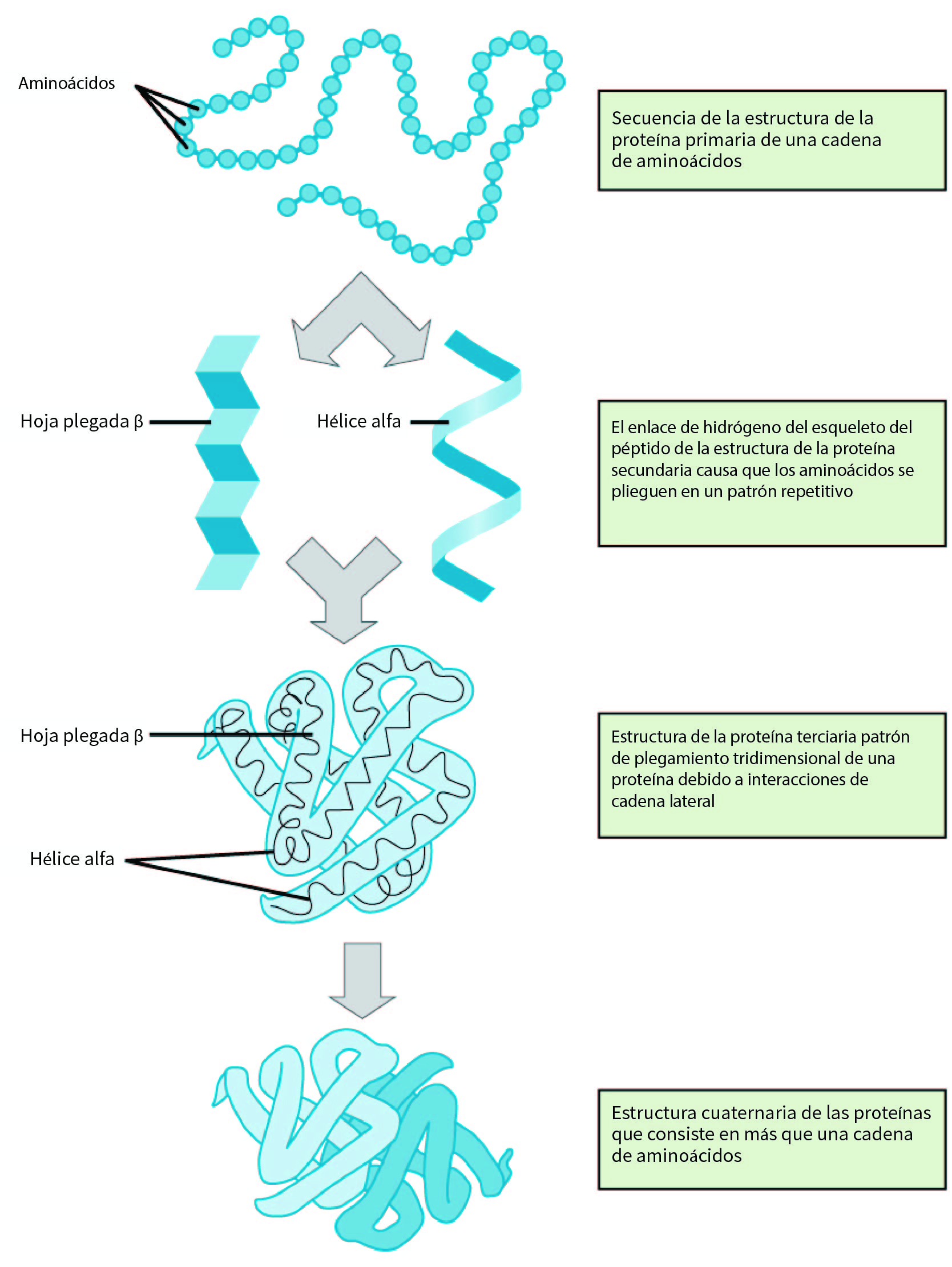 ¿Cuáles son los 4 tipos de estructuras de las proteínas?